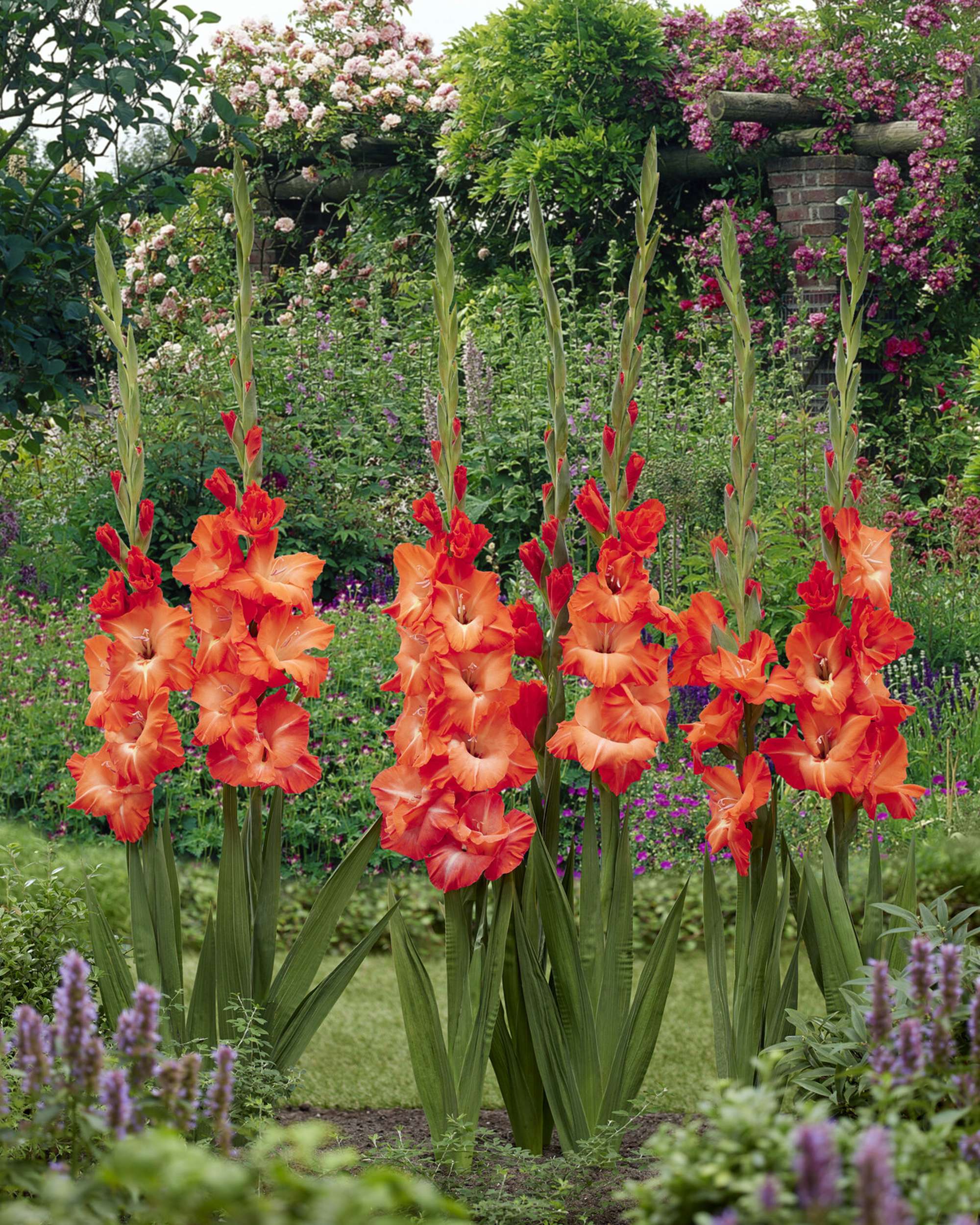 Gladiole 'Stormy'